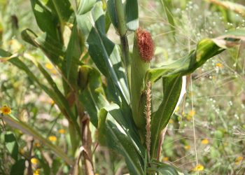 La entidad pierde 650 mil has de maíz en 3 décadas