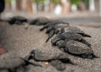 Alerta en la Costa de Chiapas: Blindan santuario de tortugas