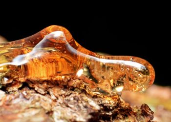 El ámbar de Chiapas: Resina que guarda millones de años de vida
