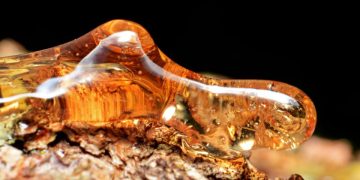 El ámbar de Chiapas: Resina que guarda millones de años de vida