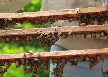 Comercializan propóleo adulterado como natural