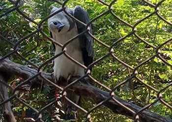 El alto costo y precisión detrás de la alimentación del Águila Arpía