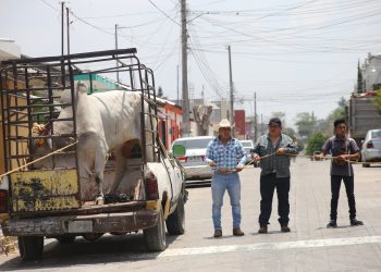 Cae extesorero con ganado sin acreditar