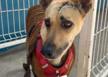 Tuxtla: Refugio de esperanza al incremento del maltrato animal