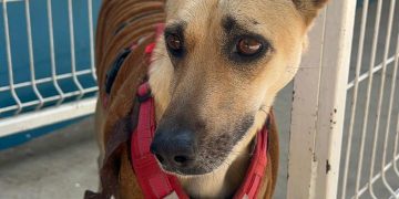 Tuxtla: Refugio de esperanza al incremento del maltrato animal