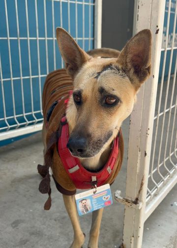 Tuxtla: Refugio de esperanza al incremento del maltrato animal