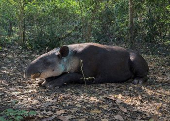 El arquitecto de la selva busca segunda oportunidad 