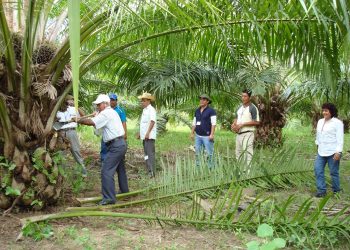 Productores piden renovar las plantaciones de palma