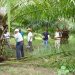 Productores piden renovar las plantaciones de palma