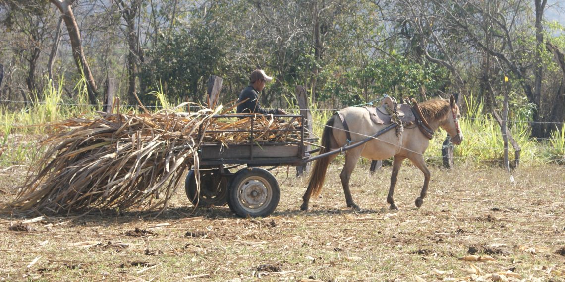 Campo chiapaneco en crisis estructural