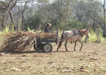 Campo chiapaneco en crisis estructural