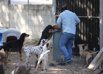 Denuncia formal, la clave para salvar vidas animales