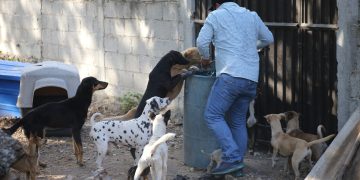 Denuncia formal, la clave para salvar vidas animales