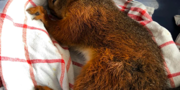 Tirador anónimo siembra pánico cerca de zonas escolares