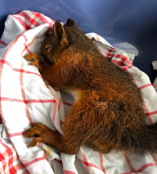 Tirador anónimo siembra pánico cerca de zonas escolares