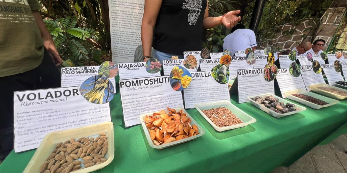 Guardianes del Germoplasma: Salvan el futuro genético local