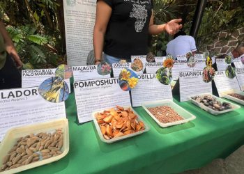 Guardianes del Germoplasma: Salvan el futuro genético local