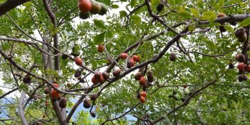 Estrategia para salvar el jocote ante crisis climática
