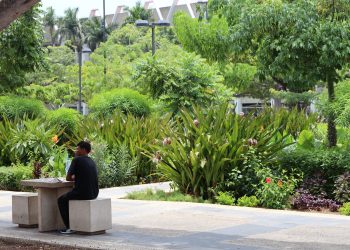 El reto de recuperar el paisaje nativo en ciudades de Chiapas