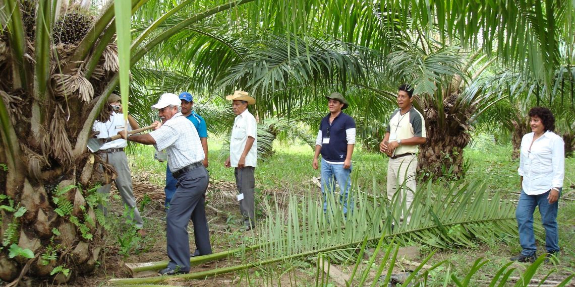 Buscan frenar palma que daña manglares