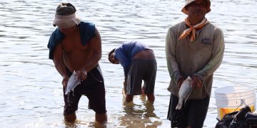 Permiten pesca de camarón en los litorales de la entidad