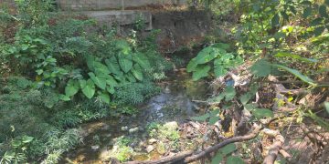Ciudadanía al rescate del arroyo San Agustín