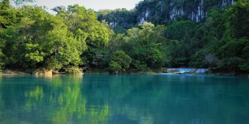 Tala y palma amenazan a la Selva Lacandona
